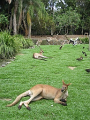 116 Port Douglas Wildlife Habitat
